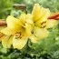Подарок! Лилия Golden Splendor фото