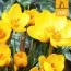 Крокус Goldilocks (Брендовые луковицы Jub Holland) фото