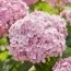 Гортензия древовидная Candybelle Bubblegum фото