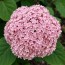 Гортензия древовидная Candybelle Bubblegum фото