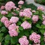Гортензия древовидная Candybelle Bubblegum фото