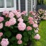 Гортензия древовидная Candybelle Bubblegum фото