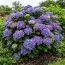 Гортензия Curly Sparkle Blue Purple фото