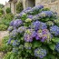 Гортензия Curly Sparkle Blue Purple фото
