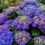 Гортензия Curly Sparkle Blue Purple фото