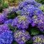 Гортензия Curly Sparkle Blue Purple фото