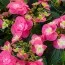 Гортензия Flame Hot Pink фото