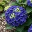 Гортензия Jip Blue фото