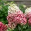 Гортензия Red Velvet фото