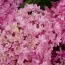 Гортензия Magical Farfalla фото