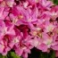 Гортензия Magical Farfalla фото