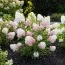 Гортензия Pink & Rose фото