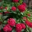 Гортензия Red Sensation фото