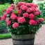 Гортензия Red Sensation фото