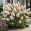 Гортензия Strawberry Blossom фото
