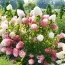 Гортензия Touch of Pink фото