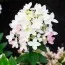 Гортензия Touch of Pink фото