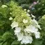 Гортензия White Lady фото