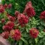Гортензия Wim's Red фото