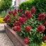 Гортензия Wim's Red фото