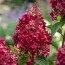 Гортензия Wim's Red фото