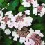 Гортензия Mariesii Grandiflora фото