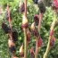 Ива Gracilistyla Melanostachys фото