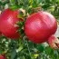 Гранат Wonderful фото