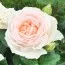 Роза Gruaud Larose фото