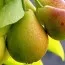 Груша Вильямс Ранний фото