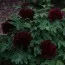 Пион Fragrant Champion Guan Qun Fang древовидный фото