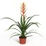 Гузмания Dissitiflora фото