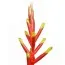 Гузмания Dissitiflora фото