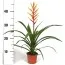 Гузмания Dissitiflora фото