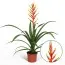 Гузмания Dissitiflora фото