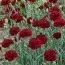 Гвоздика Grenadin Dark Red фото
