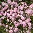 Гипсофила Flamingo фото