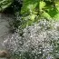 Гипсофилла Snowflake (Брендовые саженцы KAPITEYN®) фото
