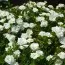 Калибрахоа MF Double White фото