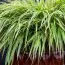 Хаконехлоя Albostriata фото