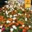 Микс ландшафтный Happy Mix (Брендовые луковицы Jub Holland) фото