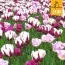 Микс ландшафтный Harmony Of Purples (Брендовые луковицы Jub Holland) фото