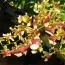 Орхидея Oncidium Hawaian Sunset фото