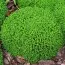 Хебе Green Globe фото