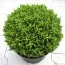 Хебе Green Globe фото