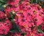Гелениум Red Jewel фото