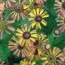 Гелениум Tie Dye фото