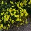 Гелиантемум Wisley Primrose фото