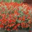 Гелиантемум Henfield Brilliant фото