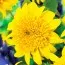 Подсолнечник Happy Day's фото